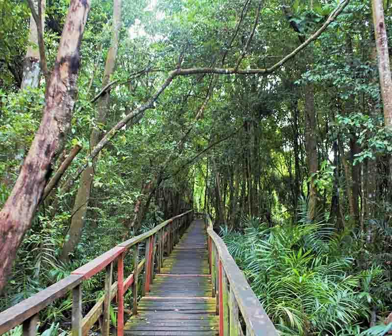 Lekki Conservation Centre - A nature reserve in Lagos with a canopy walkway, wildlife, and lush greenery.