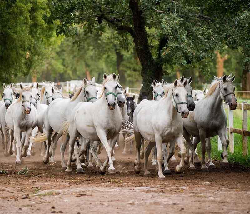 Lipica Stud Farm - The birthplace of the Lipizzaner horses, offering guided tours, riding shows, and historical exhibits.
