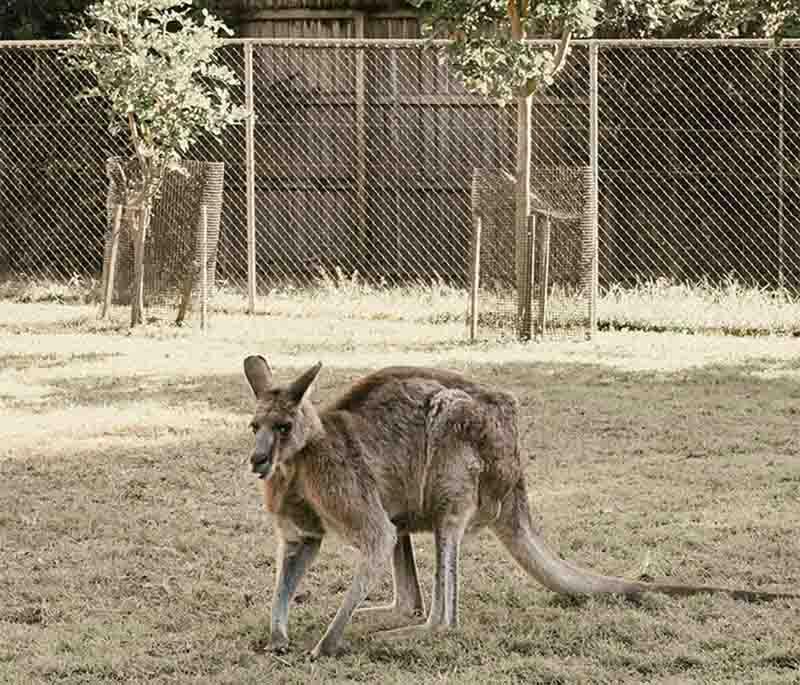 Lone Pine Koala Sanctuary in Brisbane, Queensland, is the world's oldest and largest koala sanctuary.