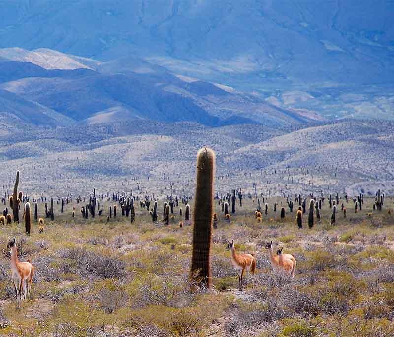 Los Cardones National Park, Salta: Showcasing extensive cactus fields against mountainous backgrounds, rugged.