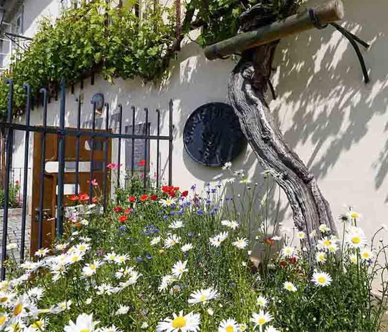 Maribor Old Vine - Home to the oldest vine in the world, located in Maribor's historic center, a symbol of tradition.