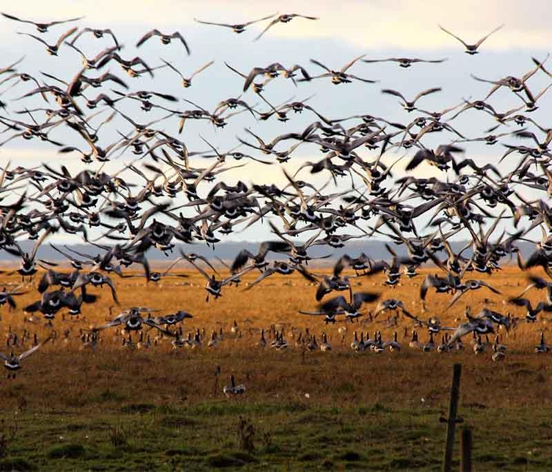 Matsalu National Park, a renowned bird-watching destination with diverse wetland habitats and rich biodiversity.