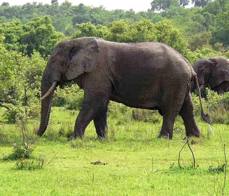 Mole National Park, the largest wildlife refuge in Ghana, offering safaris to see elephants, antelopes, warthogs, and more.