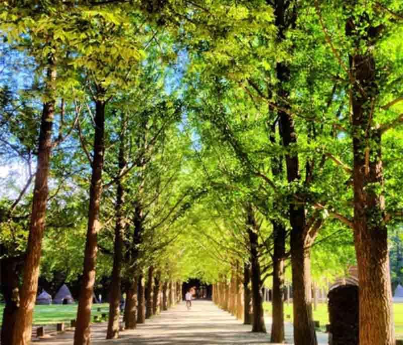 Nami Island, Chuncheon - A picturesque island known for tree-lined pathways, cultural events, and scenic beauty.