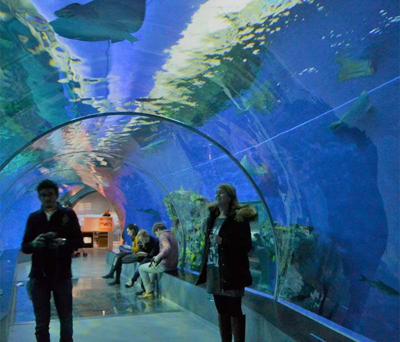 National Aquarium Denmark, the largest aquarium in Northern Europe, showcasing marine life from around the world.