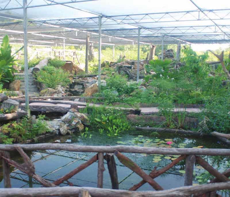 Neotropical Butterfly Park - A park dedicated to the conservation and display of Suriname's diverse butterfly species.