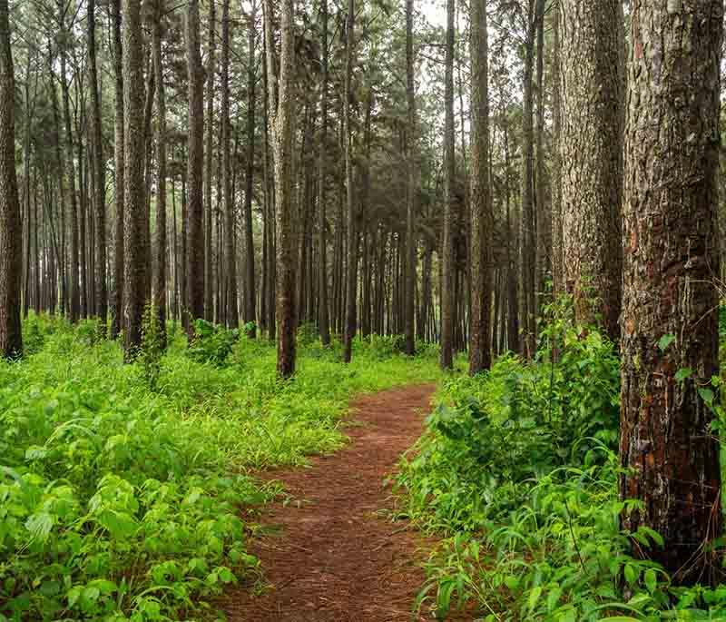 Ngwo Pine Forest and Waterfall - A serene forest and waterfall in Enugu, ideal for nature lovers and picnics.