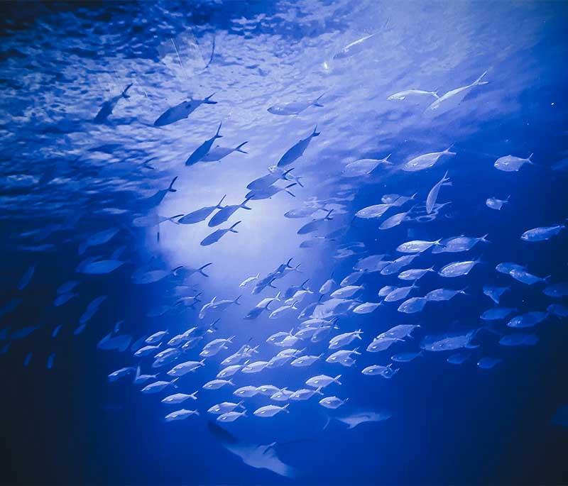 Oceanogràfic (Valencia) - The largest oceanarium in Europe, featuring marine habitats and a variety of sea creatures.