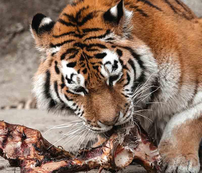 Odense Zoo, Odense, a popular zoo featuring a wide variety of animals and engaging exhibits in a lush, green setting.