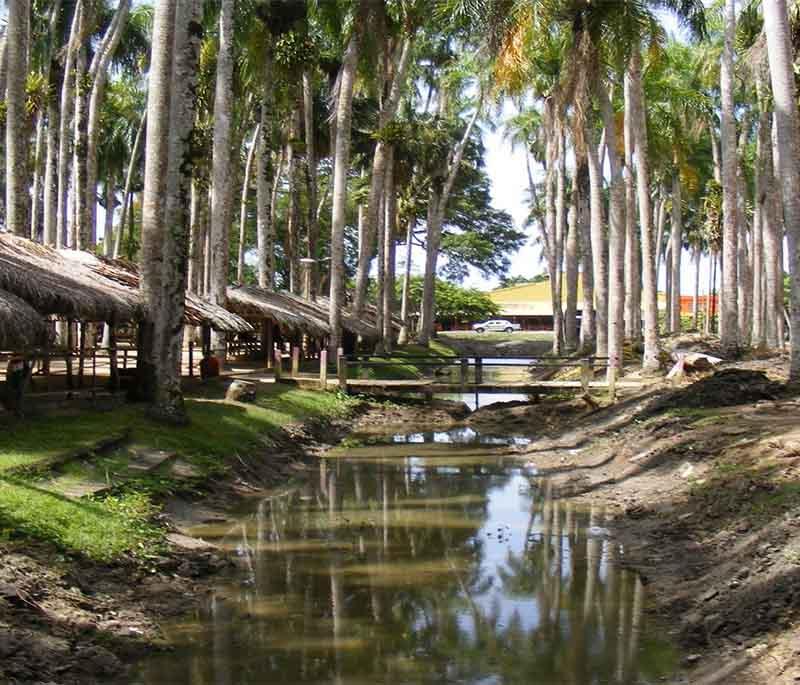 Palmentuin (Palm Garden) - A tranquil park in Paramaribo featuring tall royal palms and a peaceful atmosphere.