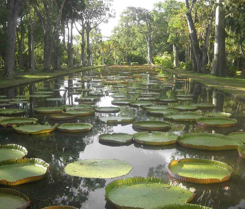 Pamplemousses Botanical Garden - Renowned for its giant water lilies and diverse collection of tropical plants.