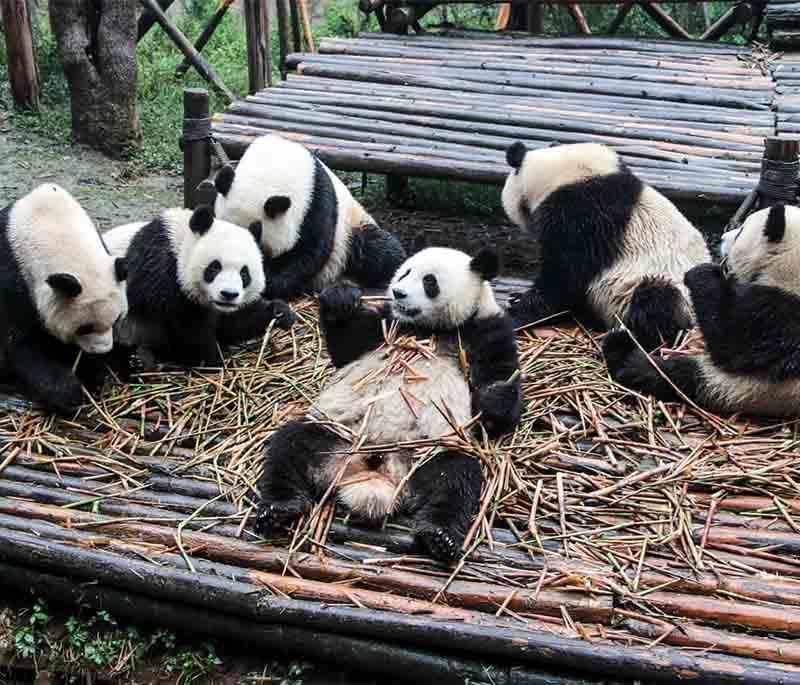 Panda Breeding and Research Centers in Chengdu are critical in the efforts to preserve and study the Giant Panda.