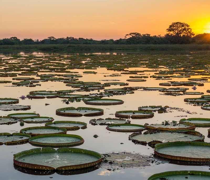 Pantanal, showcasing the world's largest tropical wetland area, known for its incredible wildlife and diverse ecosystems.