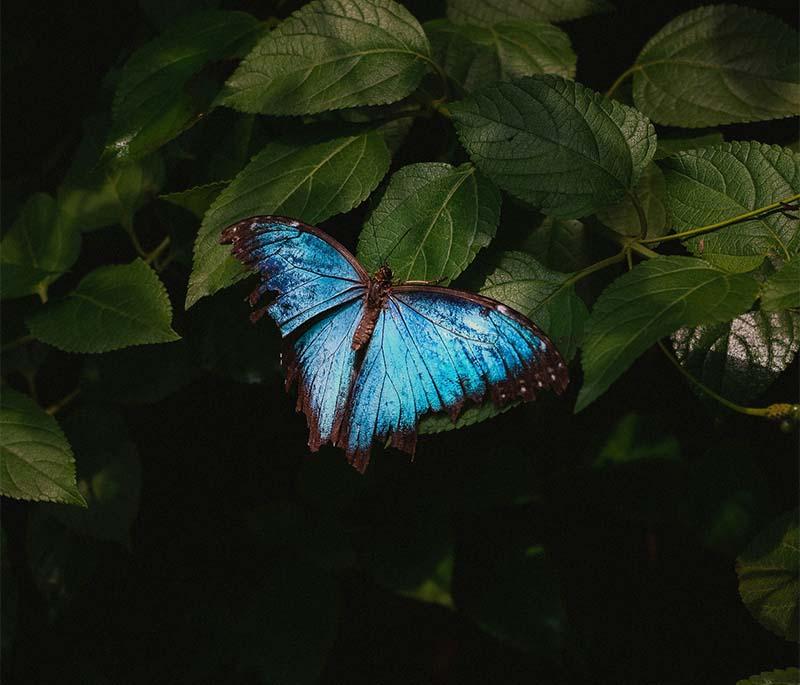 Papiliorama - A tropical garden and butterfly house located in Kerzers, offering a unique indoor rainforest experience.