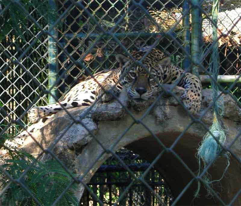 Paramaribo Zoo - The national zoo of Suriname, home to a variety of local, exotic animals, and educational programs.