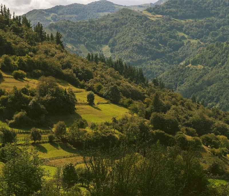 Picos de Europa National Park (Asturias) - A stunning park known for its dramatic mountain landscapes and wildlife.