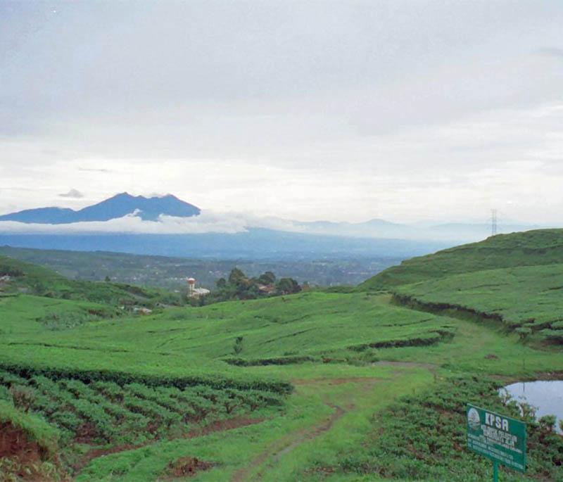 Puncak, West Java, a popular highland resort area known for its tea plantations, cool climate, and scenic views.