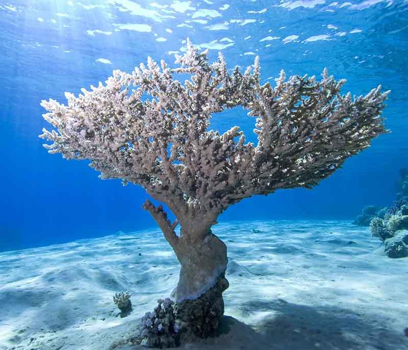 Ras Muhammad National Park, a marine reserve at the Sinai Peninsula's tip, known for its coral reefs and diverse marine life.