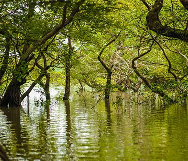 Ratargul Swamp Forest, Sylhet: Freshwater swamp forest known for its unique biodiversity and scenic boat rides.