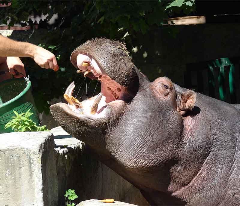 Riga Zoo, a popular zoo located in Mezaparks, home to a wide variety of animals and offering educational programs.