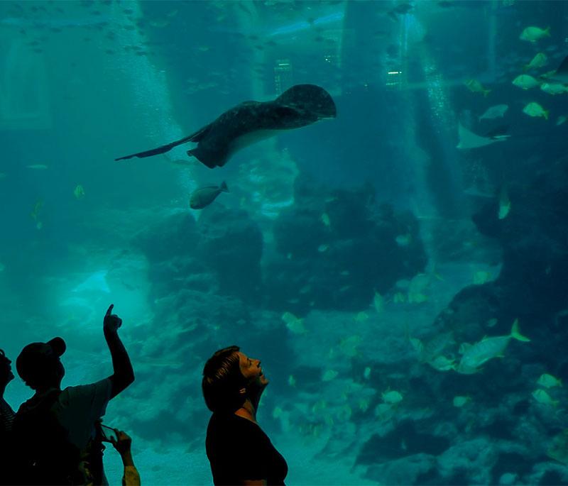 S.E.A. Aquarium - One of the largest aquariums, on Sentosa Island, featuring diverse marine life exhibits.
