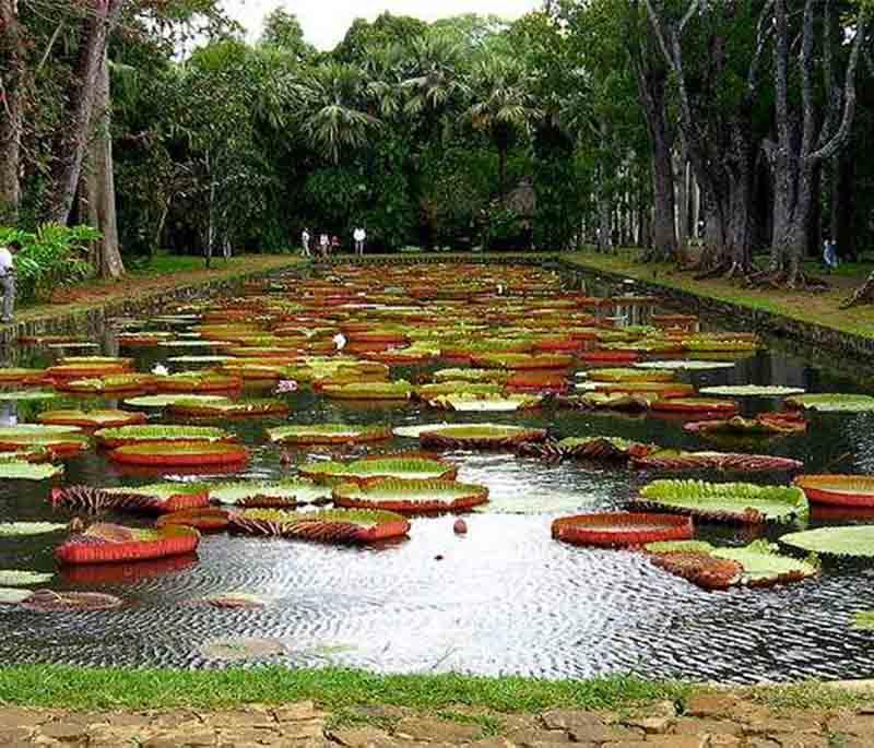 SSR Botanical Garden - Another stunning botanical garden, previously known as Sir Seewoosagur Ramgoolam Botanical Garden.