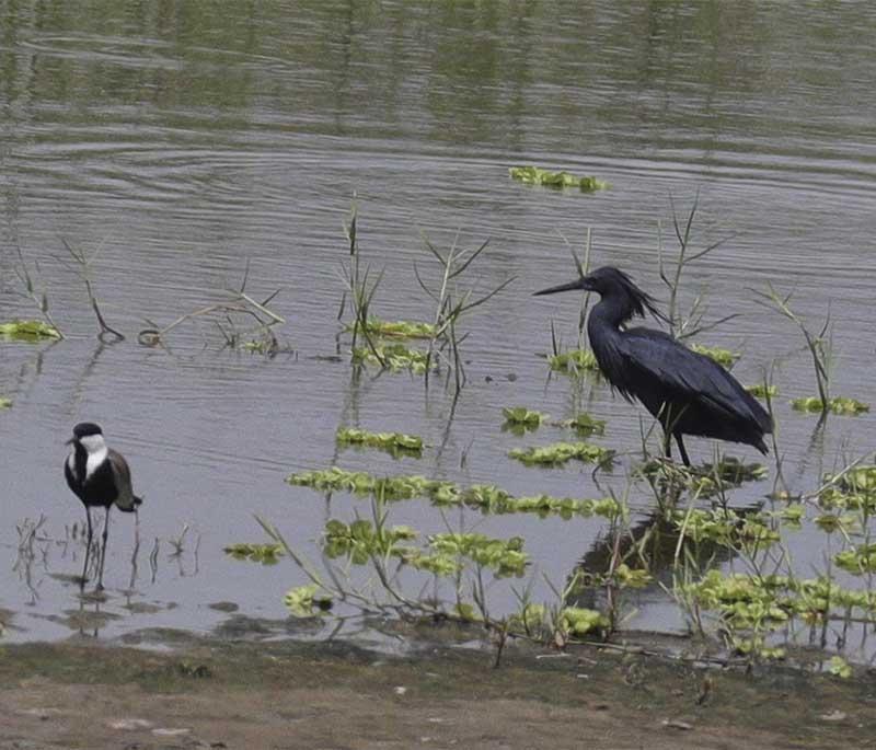 Sakumono Lagoon, a wetland area near Tema, important for birdlife, nature lovers, and ecological studies.