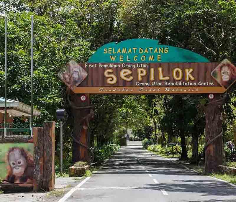 Sepilok Orangutan Rehabilitation Centre, Sabah: Rare chance to observe rehabilitated orangutans in their natural habitat.