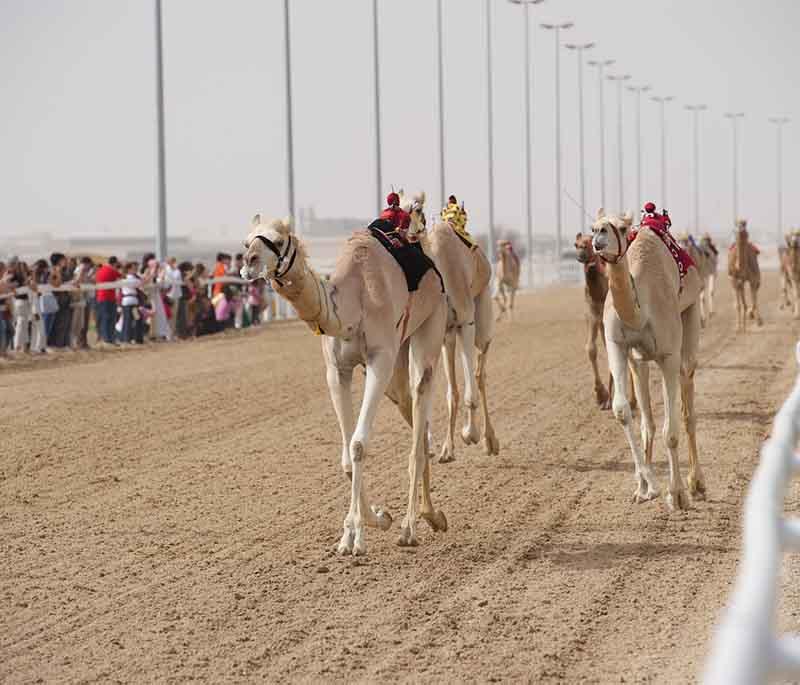 Camels racing at Shahaniya Track, with robotic jockeys and cheering spectators lining the sandy course.