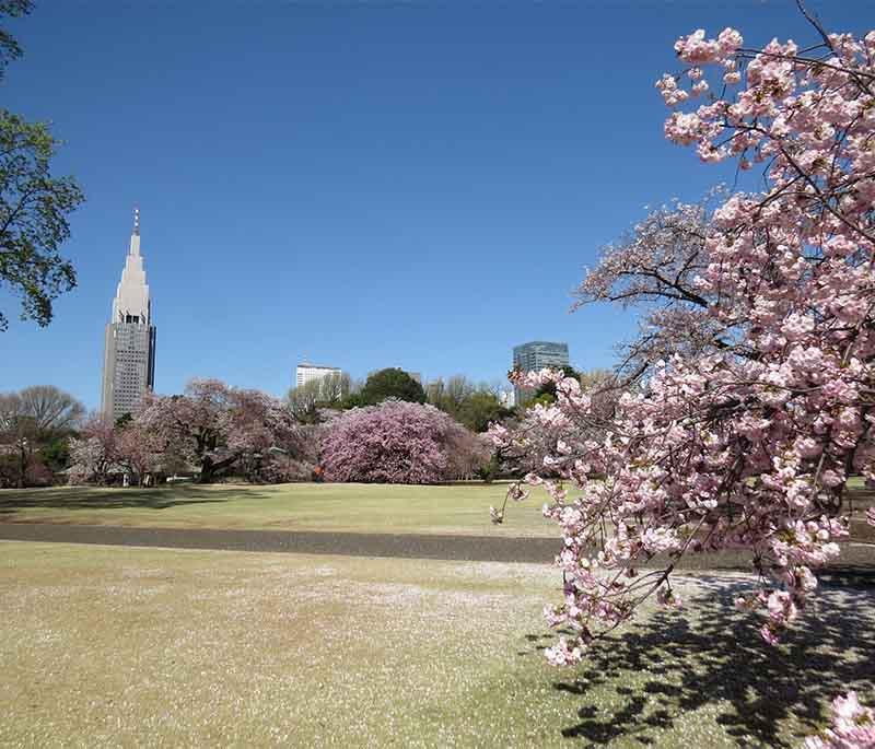 Shinjuku Gyoen National Garden, Tokyo, a large park with beautiful traditional Japanese, English, and French gardens.