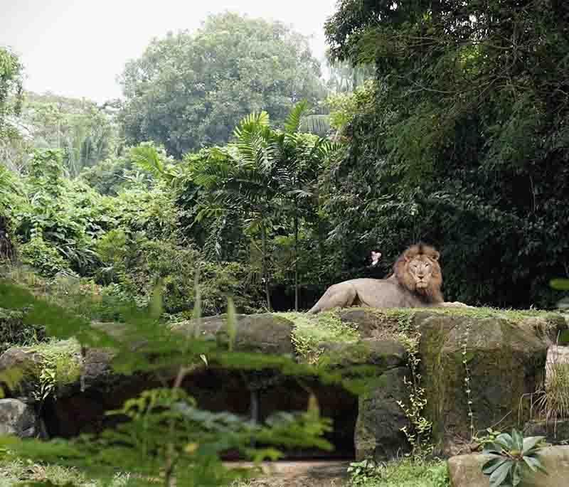 Singapore Zoo - A world-renowned zoo known for its open-concept enclosures and diverse range of animals.