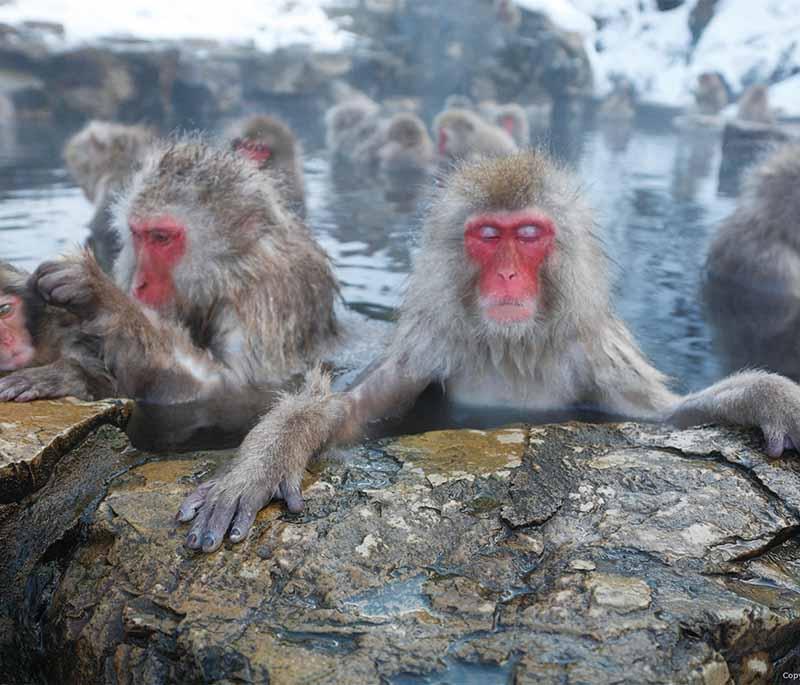 Snow Monkey Park, Nagano, a park where visitors can see Japanese macaques relaxing in natural hot springs.