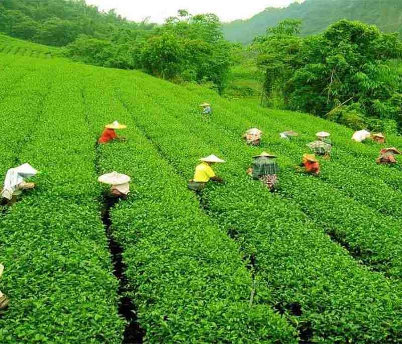 Srimangal (Tea Capital of Bangladesh), known for its lush tea gardens, rolling hills, and rich biodiversity.