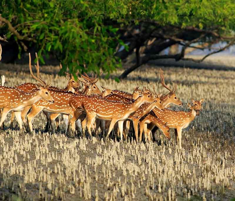 Sundarbans Mangrove Forest, highlighting the largest mangrove forest in the world, home to the Bengal tiger.