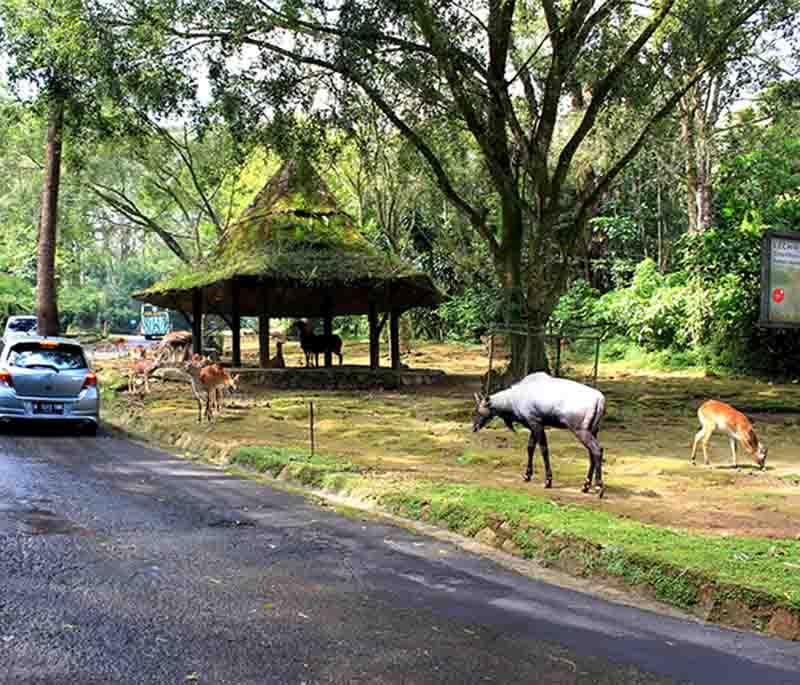 Taman Safari Indonesia, Bogor, a wildlife park offering safari tours and close encounters with various animals.