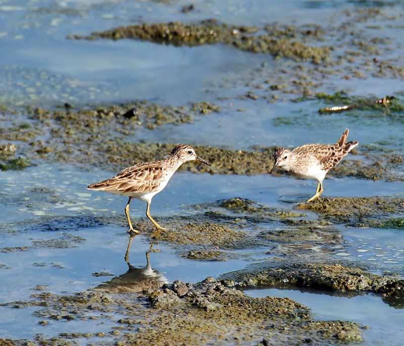 Tan Tan - Beaches and Wildlife: Offers beautiful beaches and is known for the annual Tan Tan Moussem festival.