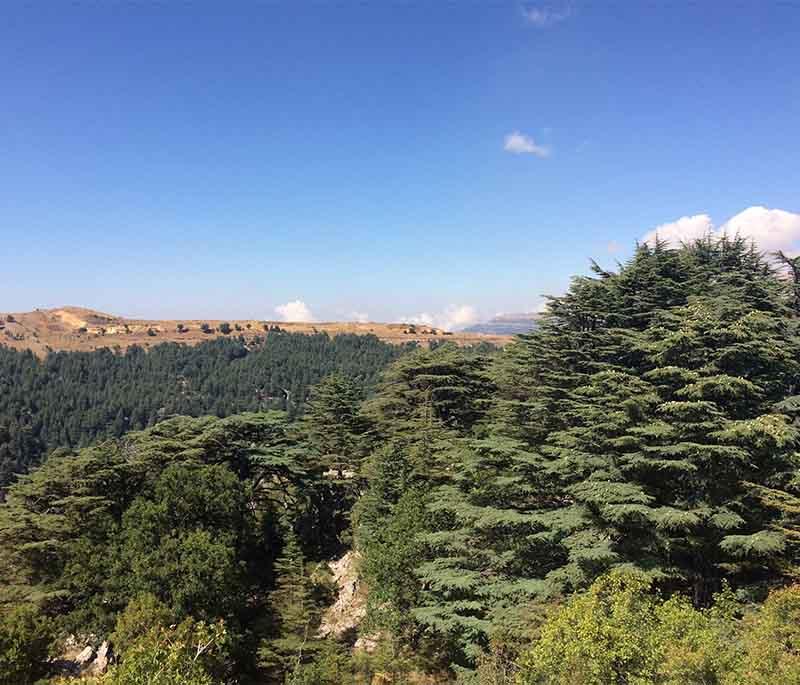 Tannourine Cedar Reserve: Nature reserve with ancient cedar trees, offering hiking trails and stunning scenery.