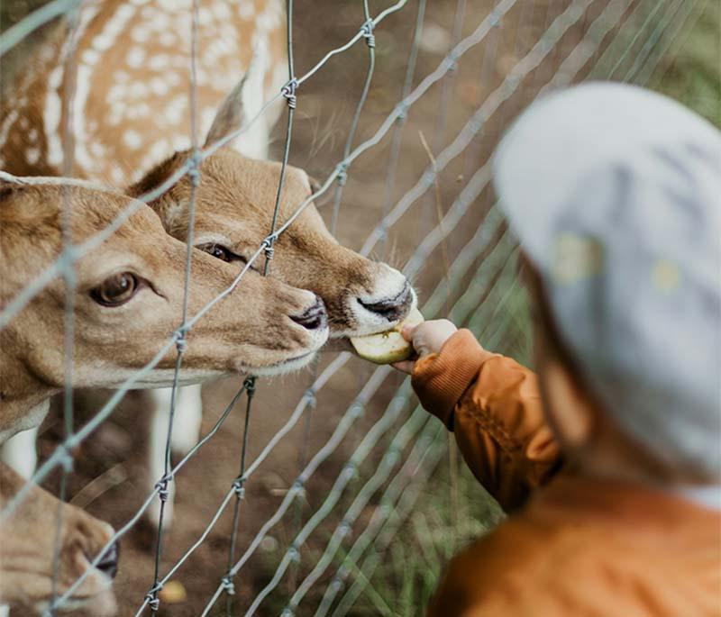 Taronga Zoo in Sydney, New South Wales, offers animal encounters and spectacular views of Sydney Harbour.