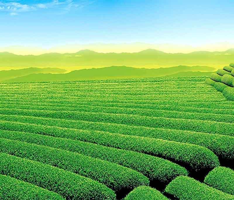 Tea Gardens of Sylhet, featuring the lush and expansive tea plantations that are a hallmark of the region.