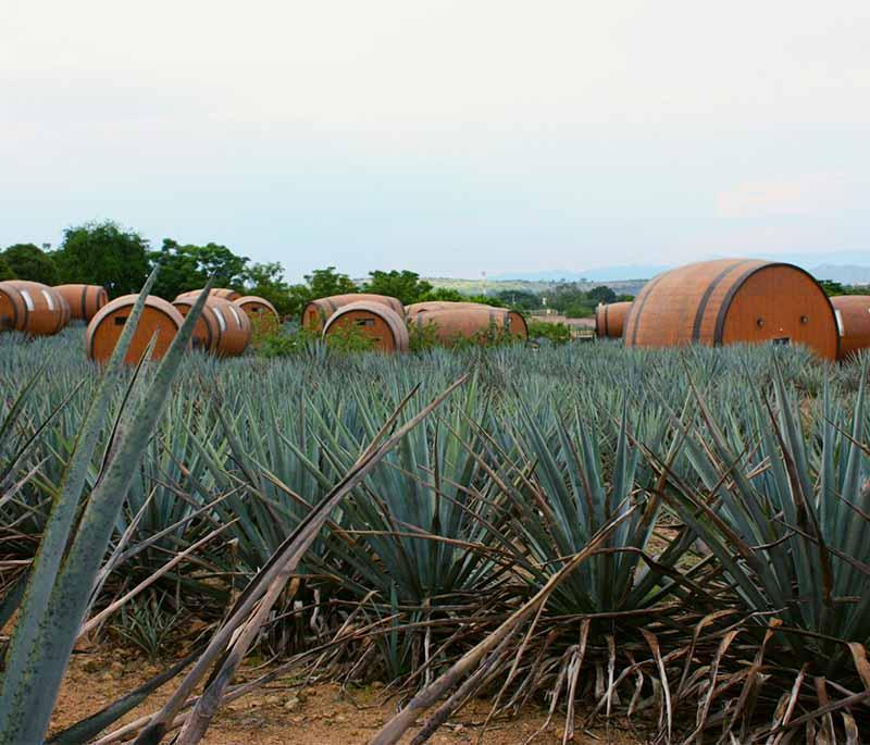 Tequila, Jalisco: The birthplace of tequila, offering distillery tours and the production of the iconic spirit.