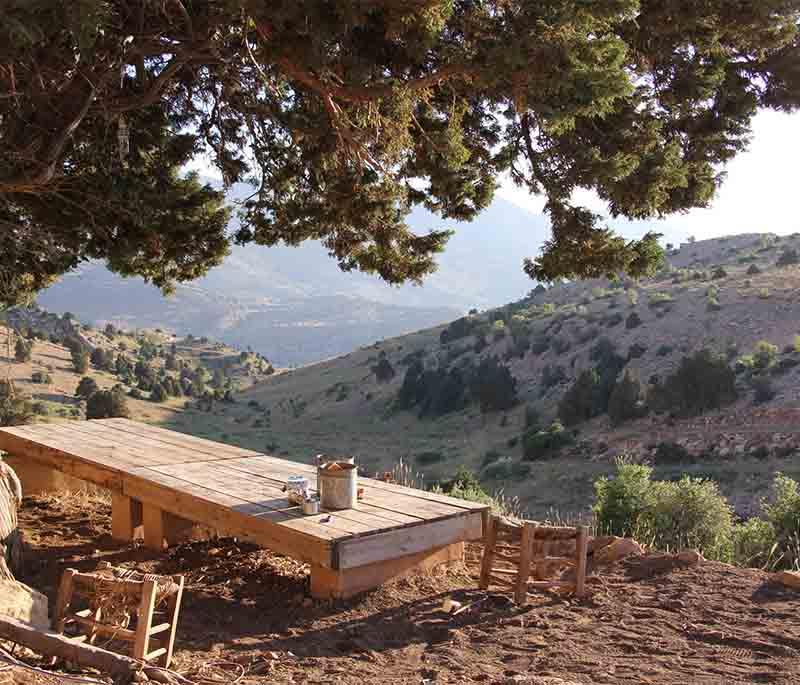 The Cedars of God: UNESCO site, one of the last remnants of Lebanon's cedar forests' timeless grandeur.