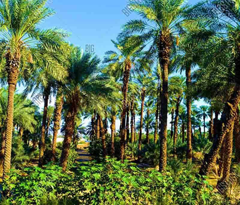 Tighmert Oasis - Lush Palms: A verdant oasis with palm groves and traditional Berber villages, ideal for a peaceful retreat.