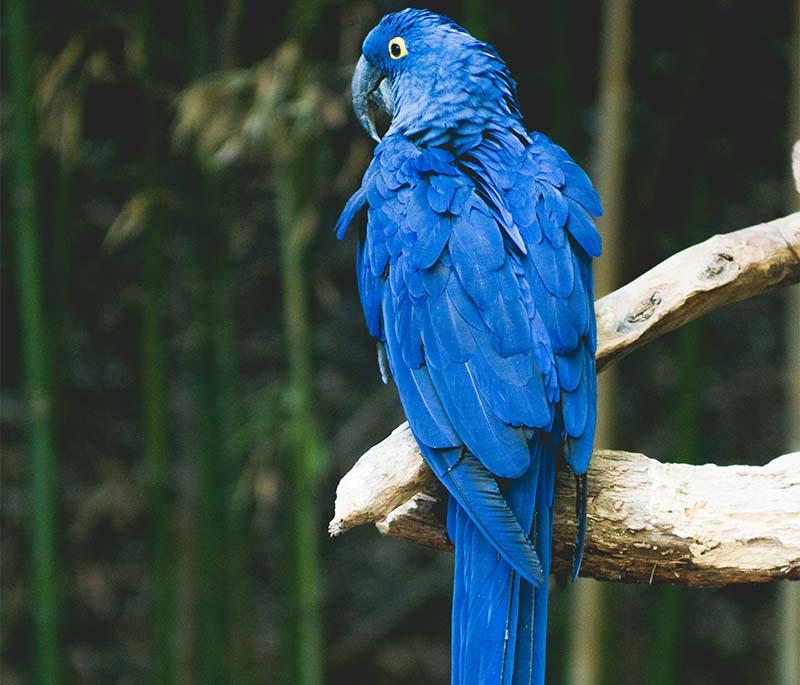 Tsogo Sun Montecasino Bird Gardens, Johannesburg - A bird park featuring a variety of species, interactive exhibits, shows.
