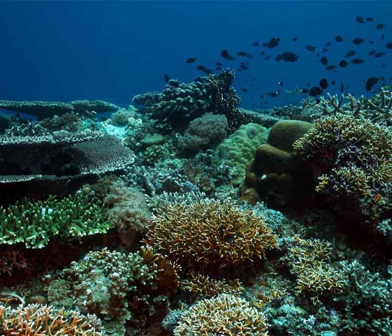 Tubbataha Reefs Natural Park - A UNESCO site known for its rich marine biodiversity and excellent diving spots.