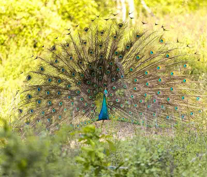 Udawalawe National Park - A wildlife park known for its large elephant population and opportunities for safari tours.
