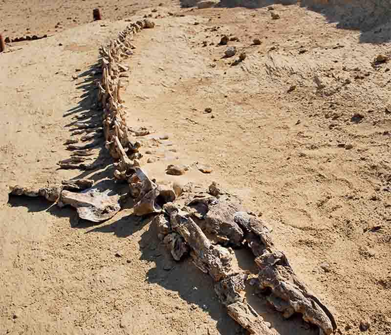 Valley of the Whales (Wadi Al-Hitan), a UNESCO World Heritage site featuring well-preserved fossils of ancient whales.