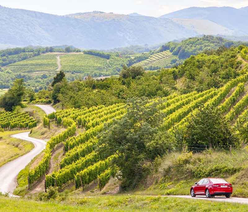 Vipava Valley - A wine-producing region known for its vineyards, charming villages, and culinary delights.