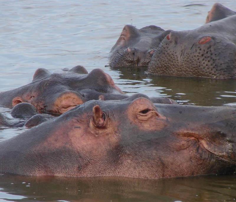 Wechiau Community Hippo Sanctuary, protecting hippos and offering guided tours and Beautiful river safaris.