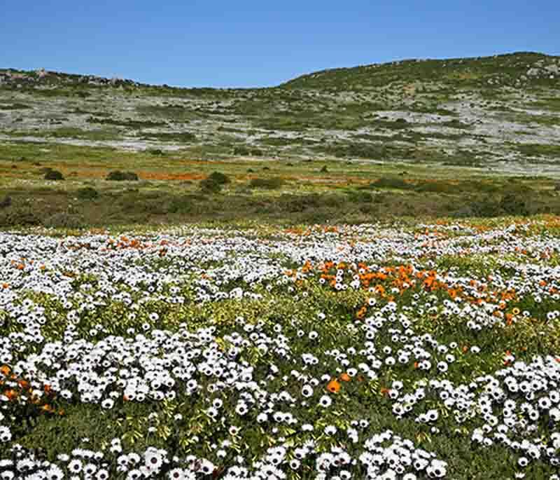 West Coast National Park - A coastal reserve known for its wildflowers, birdlife, and beautiful Langebaan Lagoon.