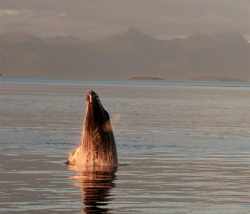 Whale watching in Tadoussac, Quebec, is one of the best places in the world to see whales in their natural habitat.
